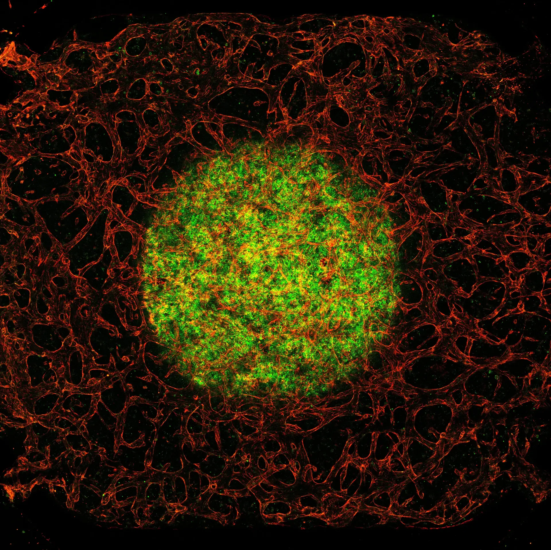 Fluorescence microscopy image by Tarek Gensheimer